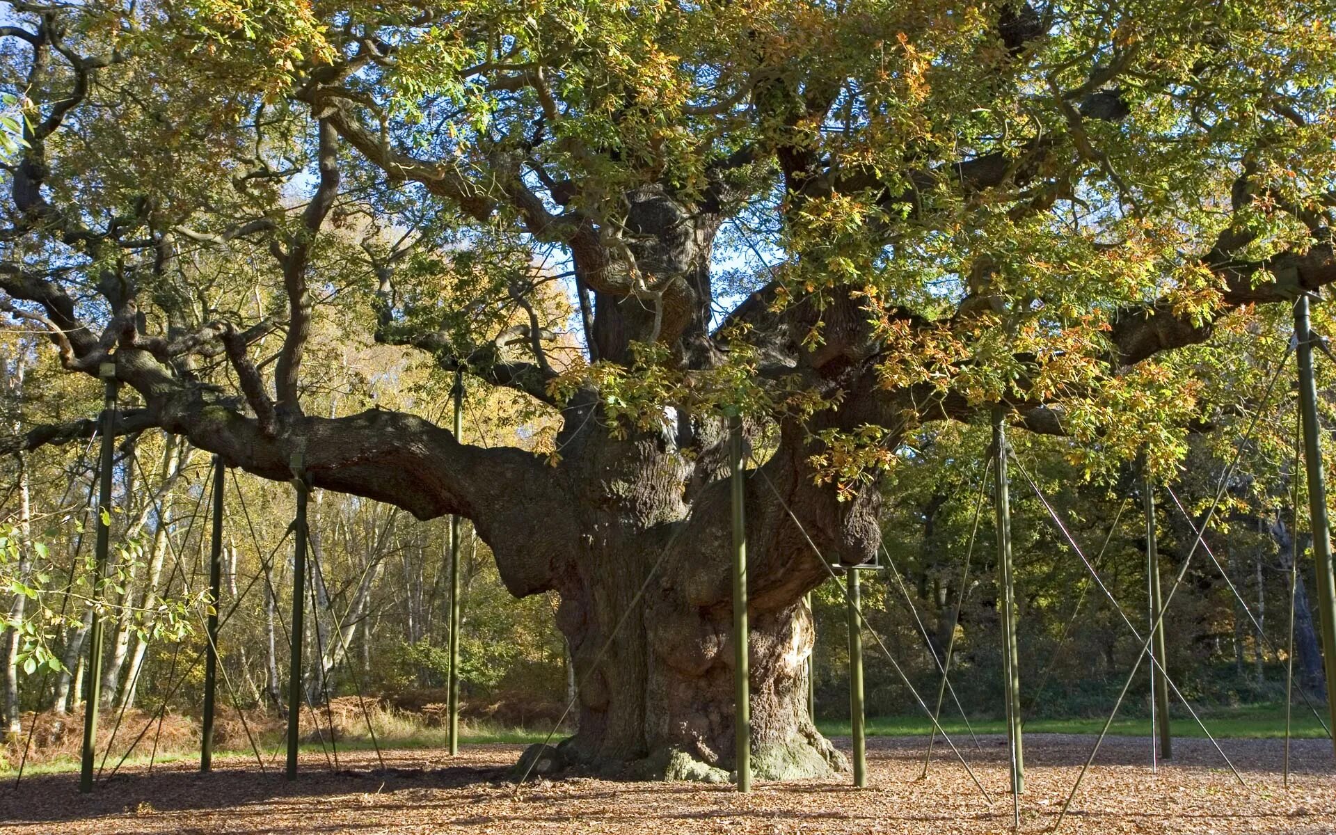Где можно найти деревья. Стельмужский дуб старейший дуб в Литве. Стелмужский дуб в Литве. Дуб Стелмужский старейший в Литве. Дуб долгожитель Дубовое Белгород.