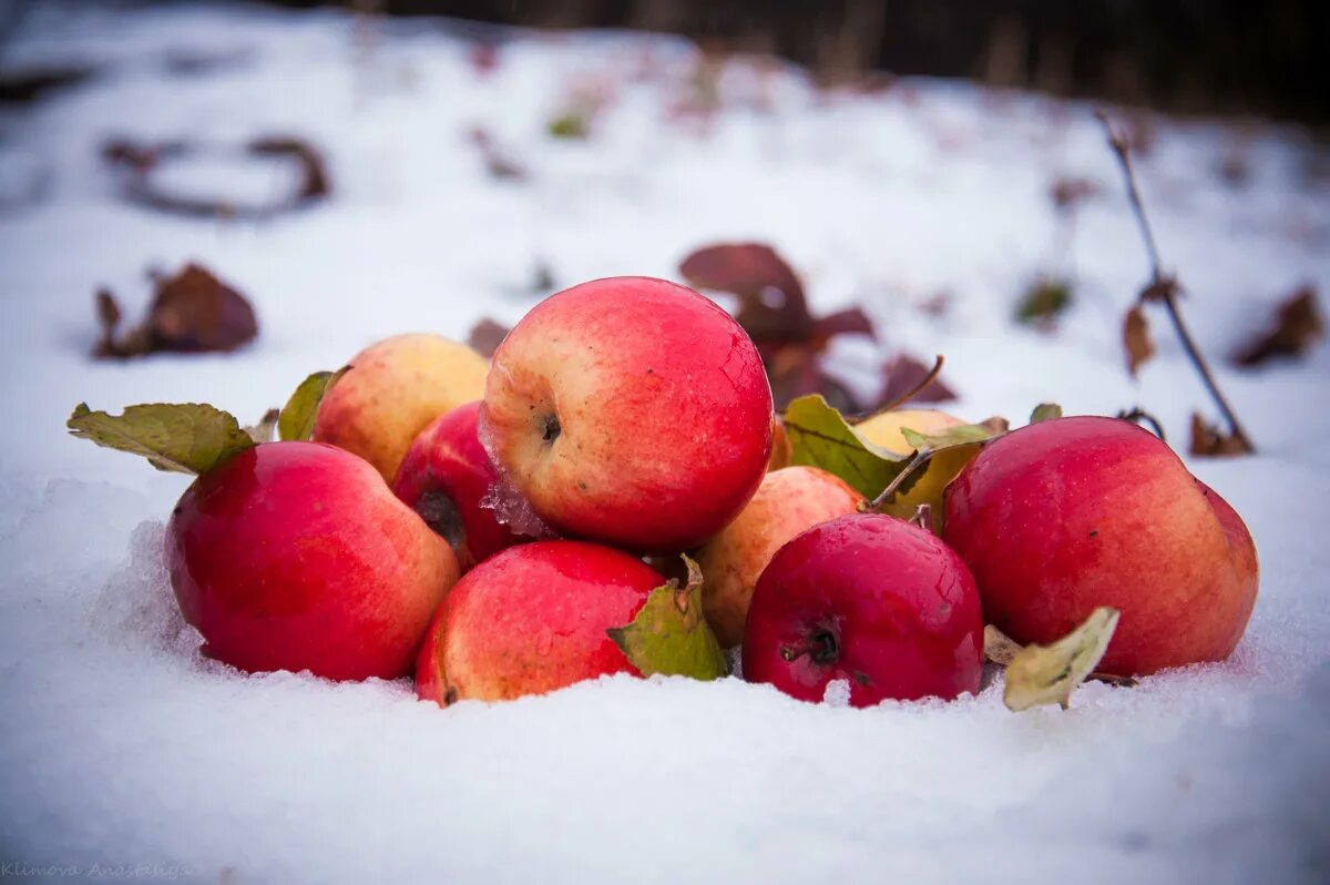 Зимняя яблоня какая. Яблоки на снегу. Яблоня в снегу. Яблоня зимнее превосходное. Яблоки на зиму.