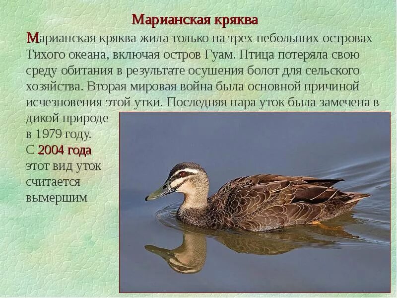 Биологическое значение утки кряквы