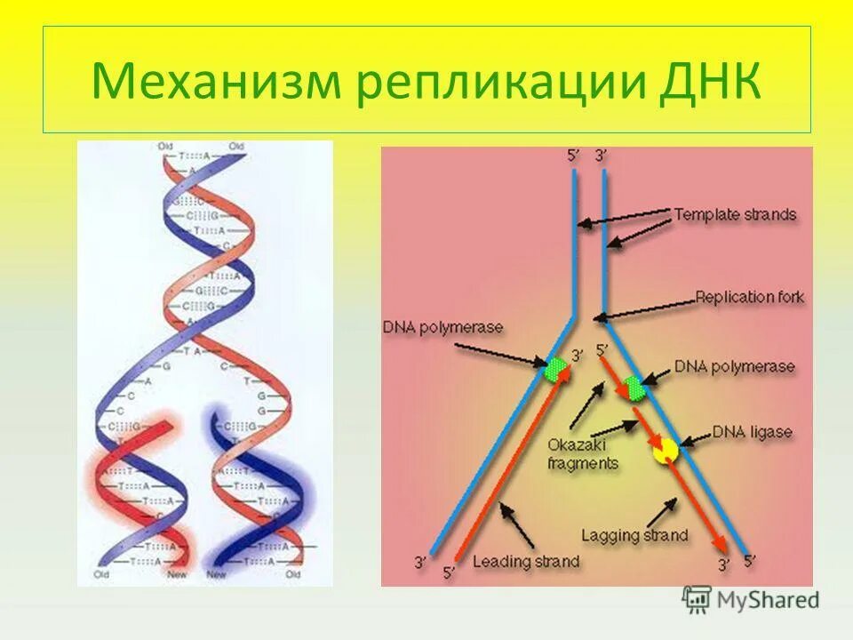 Белки наследственная функция