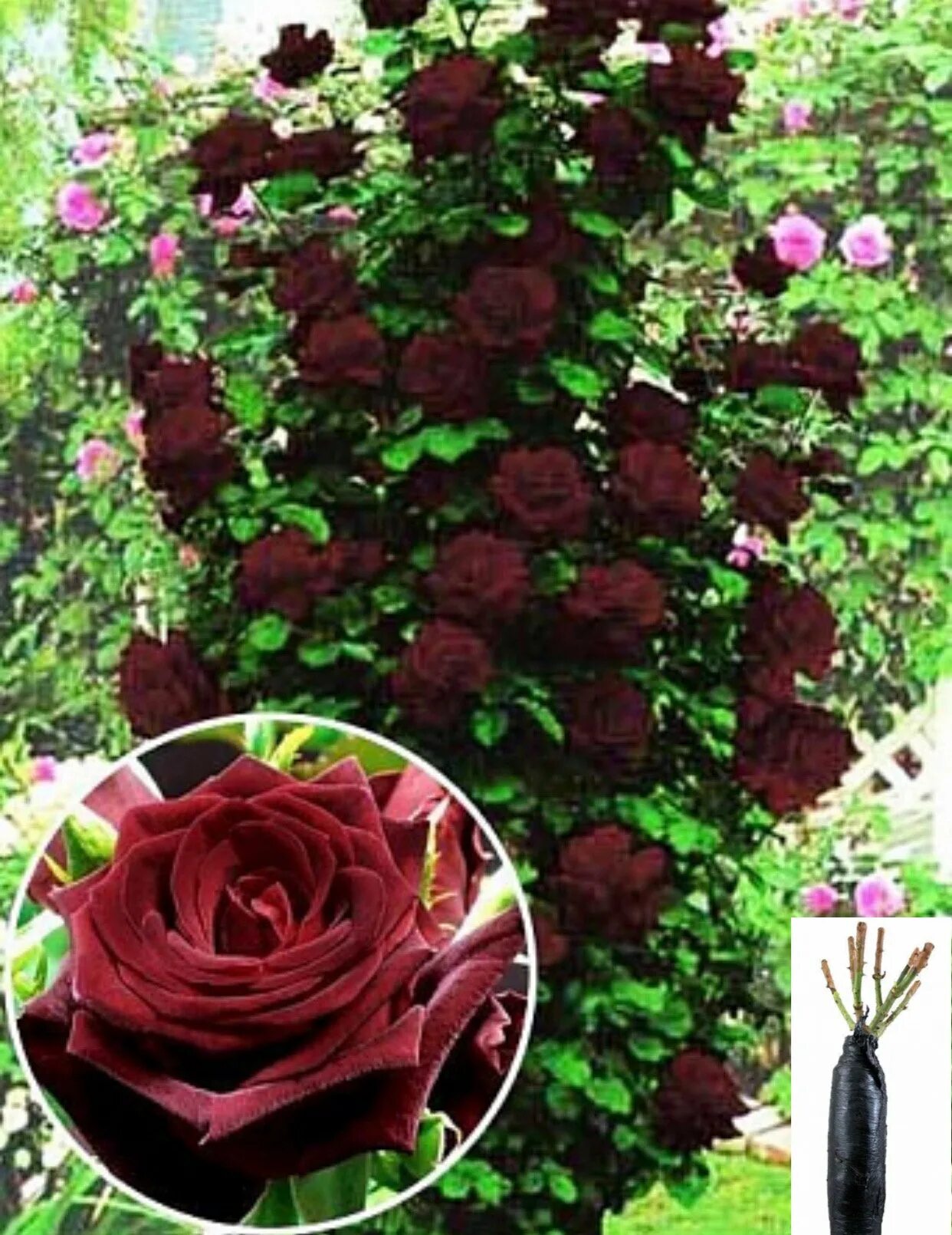Букет плетистых роз