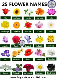 25 Flowers Name List in English - English Grammar Pdf.
