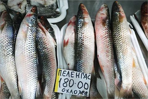 Фото кефали и пеленгаса