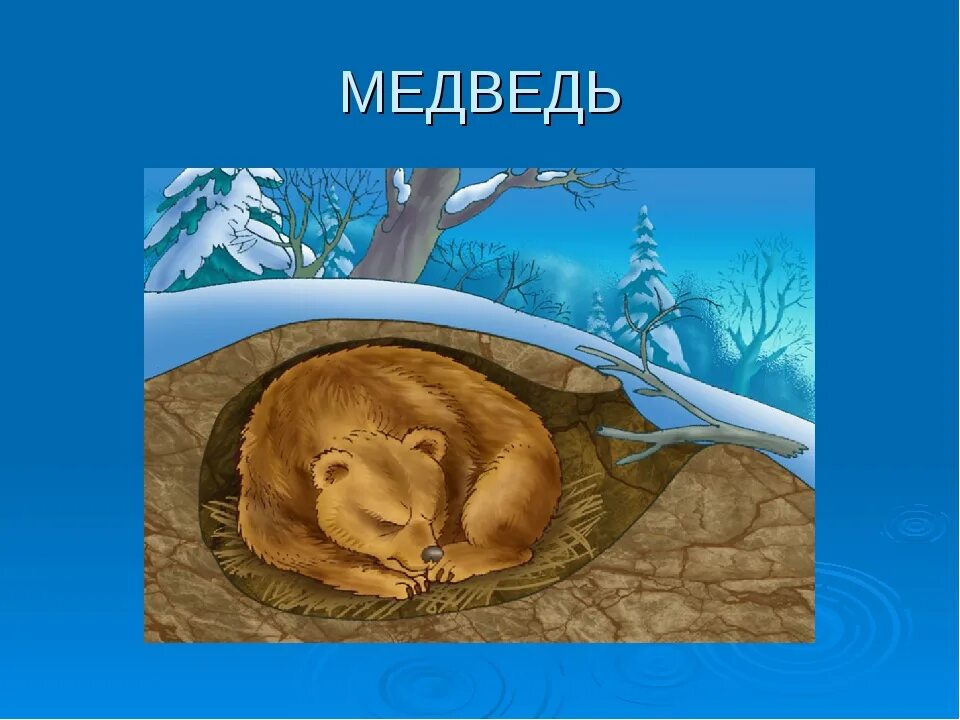 Берлога медведя. Животные зимой медведь в берлоге. Медведь в берлоге рисунок. Медведь зимой в берлоге. Берлога рисунок