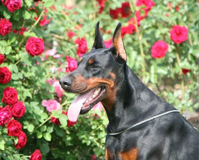 доберман пинчер. доберман-пинчер эстетика. доберман пинчер. добрый доберман. доберман владека рошины.