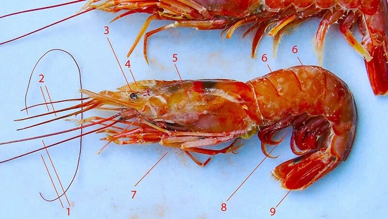 лангустины с2. как отличить креветки. лангустины королевские. креветки лангустины l3. креветки лангустины лента.