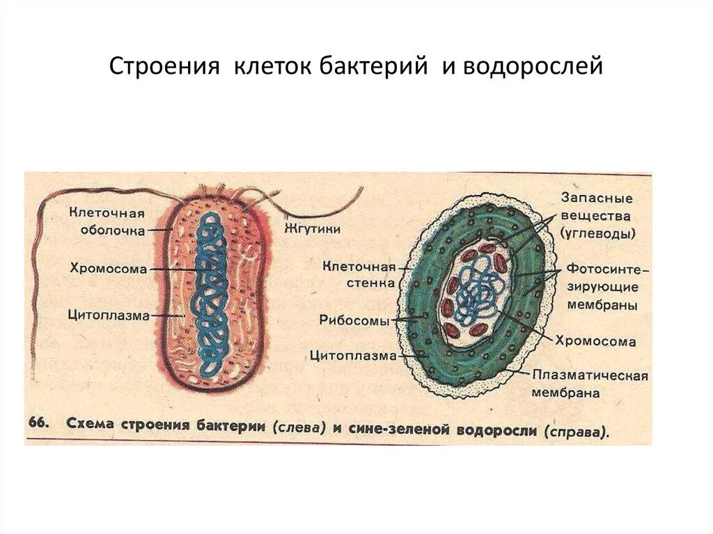 Клетка бактерии клеточная мембрана. Схема строения бактерии и сине зеленой водоросли. Цианобактерии строение клетки. Строение гетеротрофной бактерии. Схема строения клетки сине зеленой водоросли.