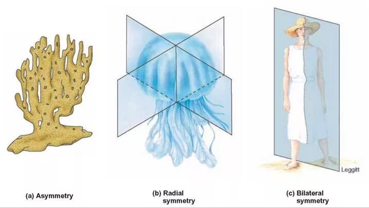 Типы симметрии биология 7 класс. Типы симметрии у животных биология 7 класс. Типы симметрии в биологии. Билатеральная асимметрия. Билатеральная асимметрия.