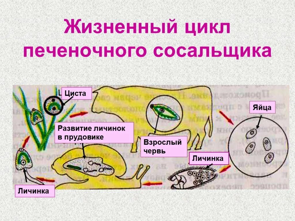 Цикл развития печеночного сосальщика схема. Цикл развития печеночного сосальщика циста. Схема жизненного цикла печеночного сосальщика. Жизненные циклы паразитических червей печеночный сосальщик.