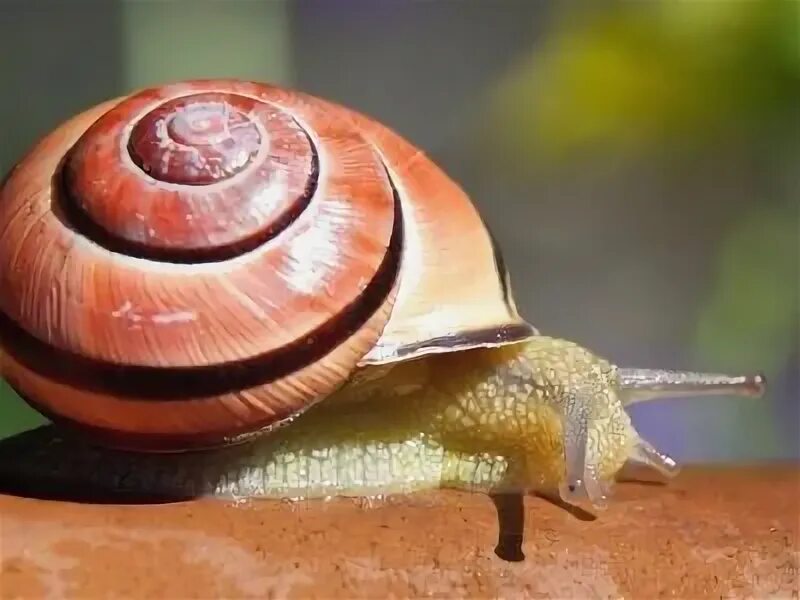 Мышь улитка. Мышь и улитка. Snail.ru садовые машины.