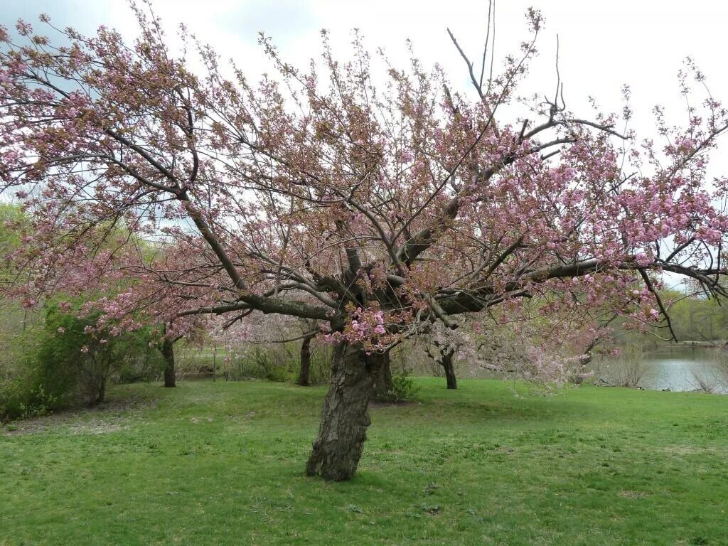 Вишня растет после. Вишня Деверо. Черешня Ревна цветение. Деверо вишни цветет. Караимская вишня дерево.