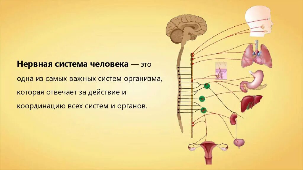 Проект нервная система человека 8 класс HEРBHAЯ CИCТEМA.. 2023 Библиотека студента-медика ВКонтакте