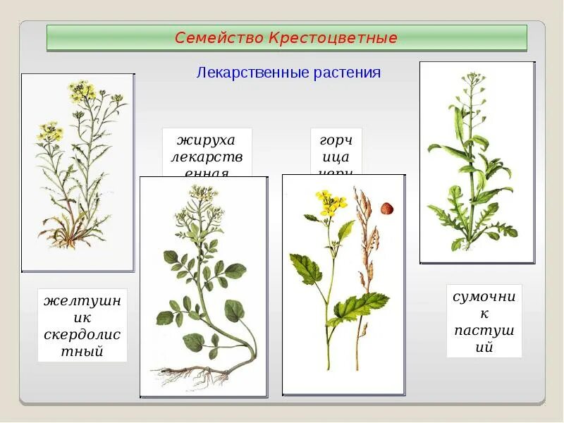 Крестоцветные пряные. Лекарственные крестоцветные двудольные. Дикорастущие крестоцветные растения. Семейство крестоцветные представители лекарственные.