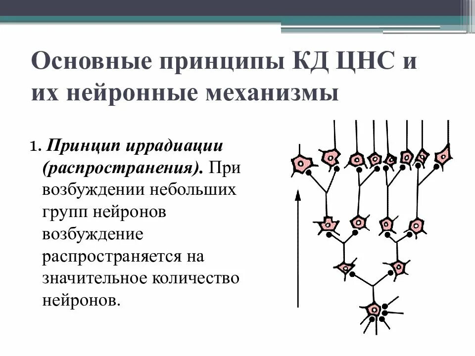 Иррадиация возникает при. Схема иррадиации возбуждения в ЦНС. Иррадиация физиология ЦНС. Принцип иррадиации возбуждения. Иррадиация возбуждения физиология.