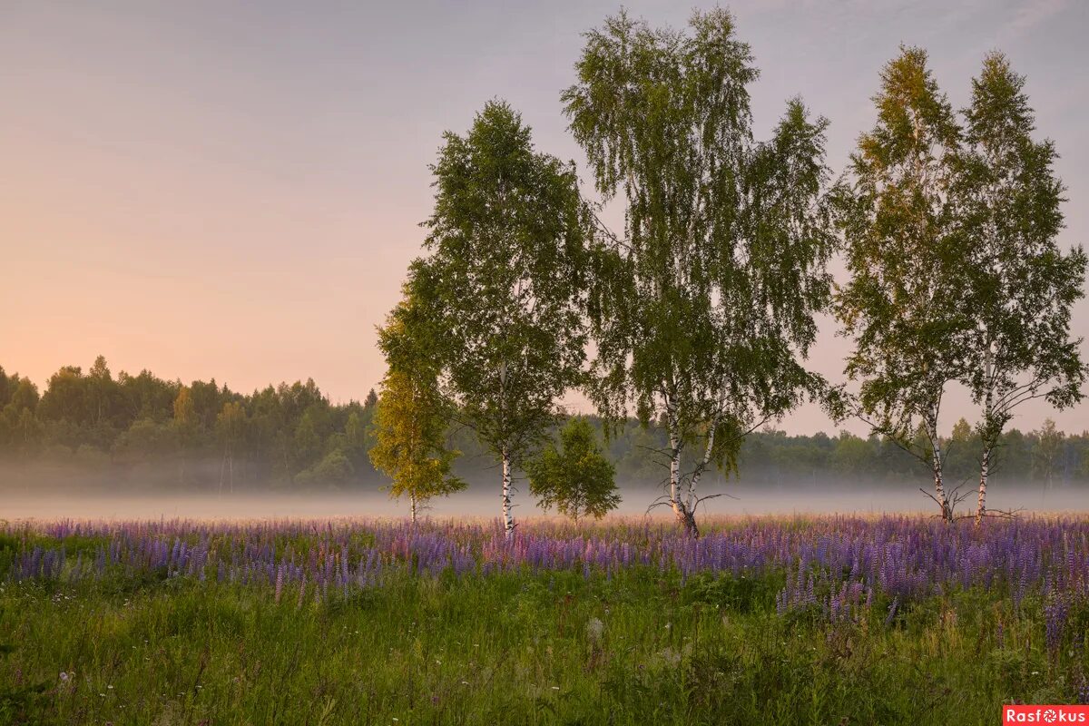 розовые тени от берез