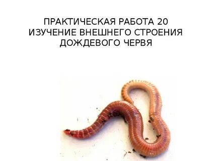 Исследование червей