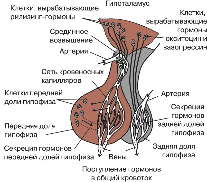 Гормоны вырабатываемые мозгом. Гипоталамо-гипофизарная система схема. Строение гипоталамо-гипофизарной системы. Гипоталамамо гипофизарная система строение. Схема строения гипоталамо гипофизарной системы.