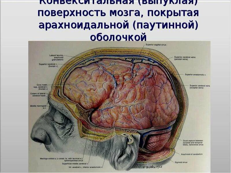 Головной мозг покрыт оболочками. Арахноидальная оболочка головного мозга. Цистерны паутинной оболочки головного мозга. Поверхности мозга. Арахноидальная мозговая оболочка.