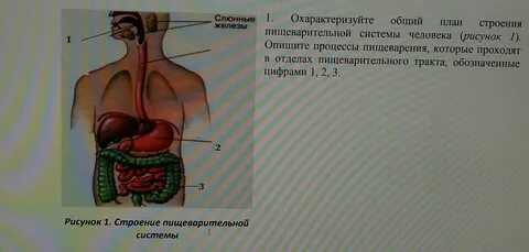 Общий план строения пищеварительной системы