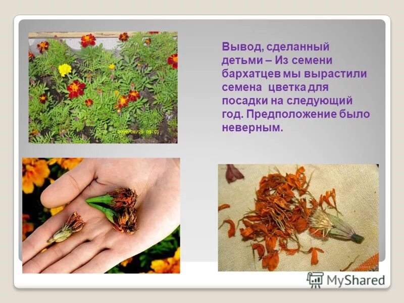 Сбор семян относится к информационным процессам. Сбор семян бархатцев. семена растений для детей. семенная коробочка бархатцы. семена растений для презентации.
