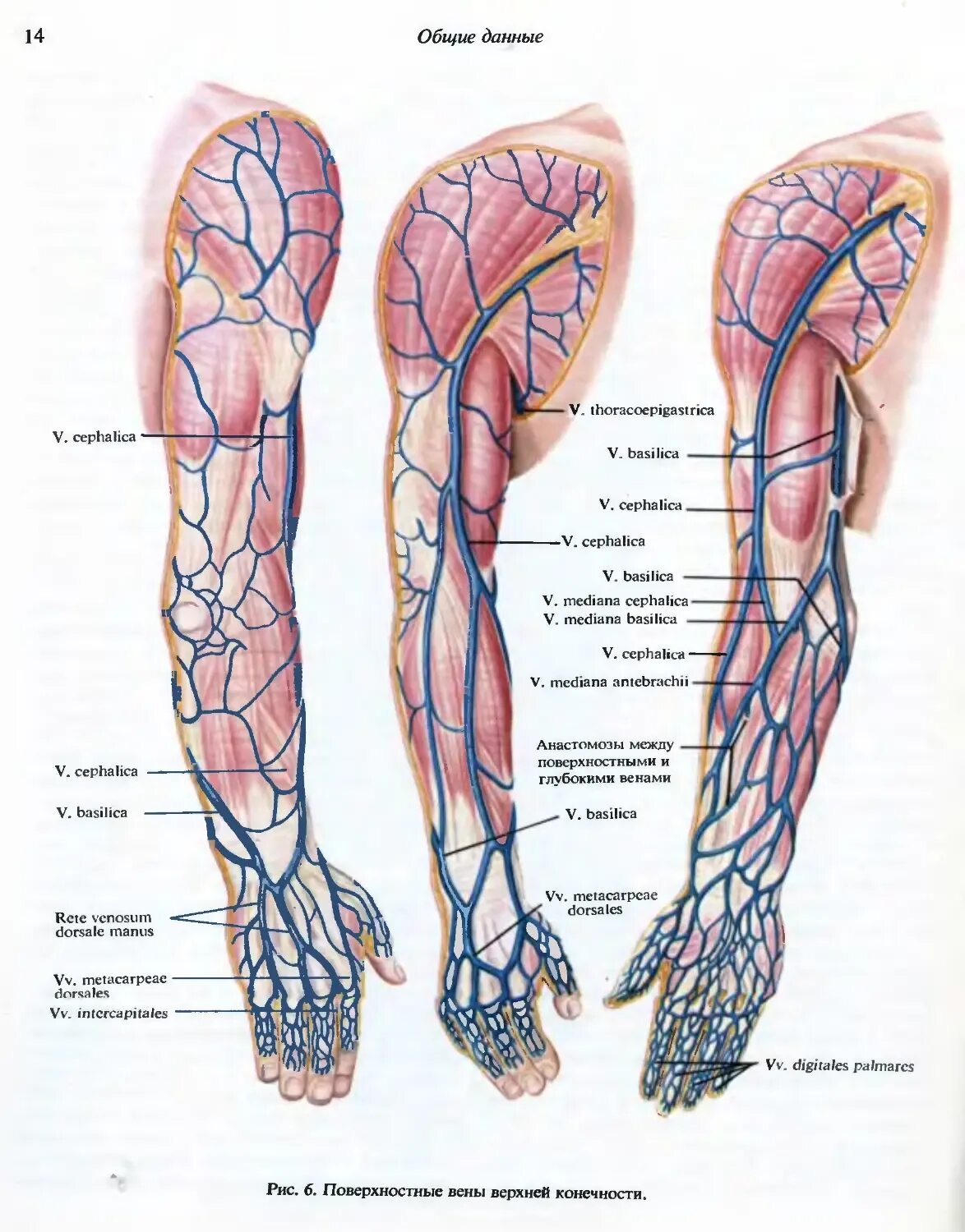 Вены верхней конечности. Топография вен верхних конечностей. Промежуточная Вена предплечья. Анатомия вен верхней конечности.