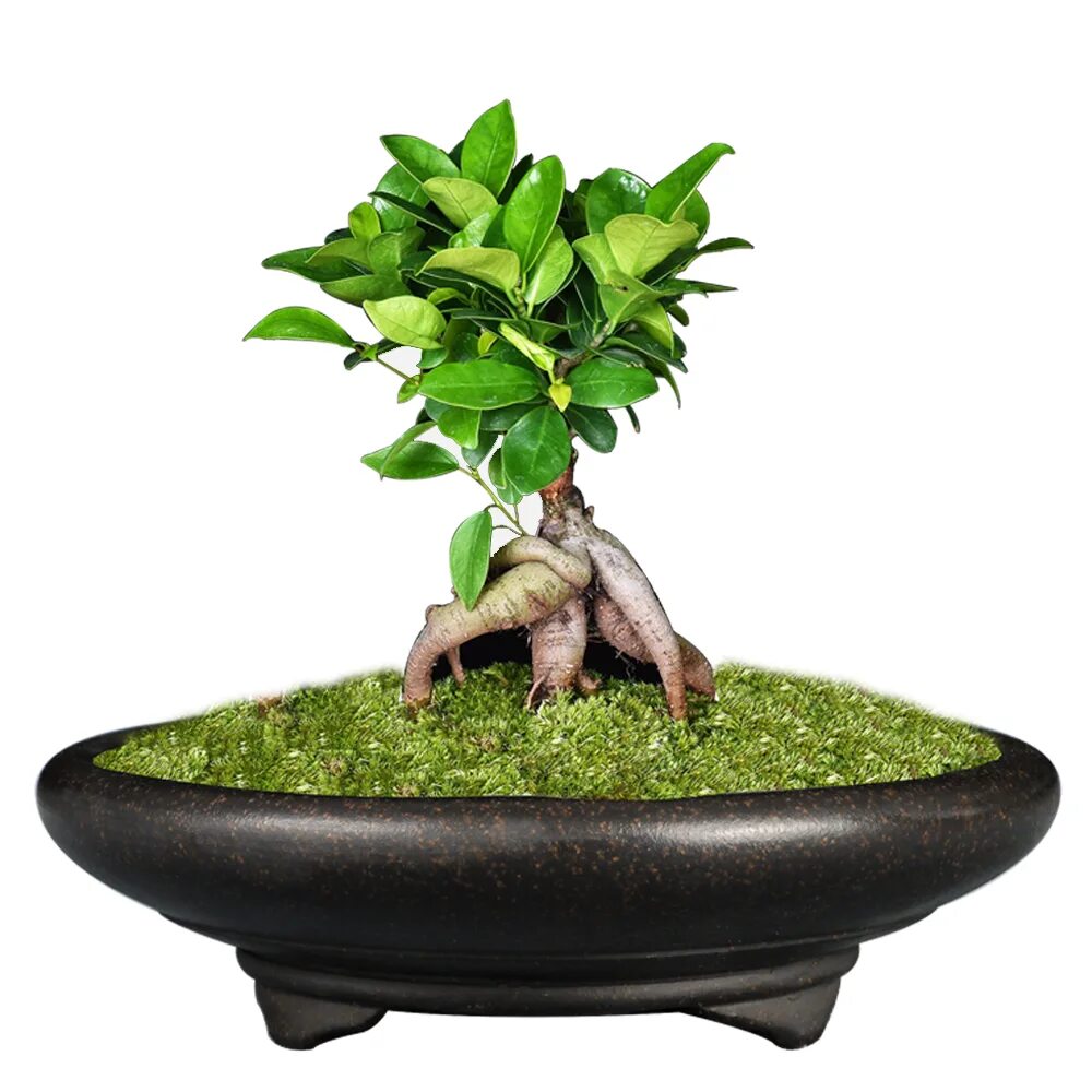 Бонсай procumbens, 50см. Горшок бонсайница. Керамический горшок для бонсай. Пластиковые горшки для бонсай. Мамэ бонсай.