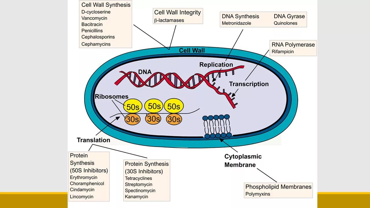 Мишени действия антимикробных препаратов в бактериальной клетке. Стрептомицин механизм действия. Действие антибиотиков на клетку. Мишени бактериальной клетки для антибиотиков. Синтез белка в бактериальной клетке