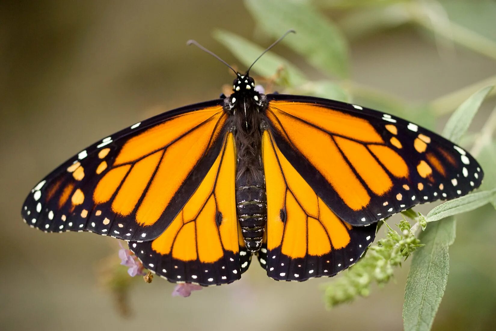 Экзотические цветы. Симметрия цвета. Симметричные цветы в природе. Симметричный цветок. Симметрия цвета.