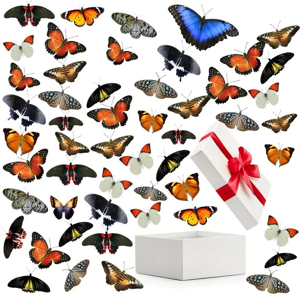 Купить бабочки с доставкой. Живые бабочки. Бабочки в подарок. Подарочные бабочки живые. Бабочки в коробке.