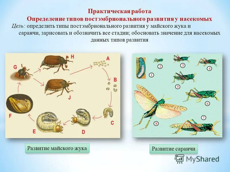 Типы постэмбрионального развития насекомых. Майский жук тип постэмбрионального развития. постэмбриональное развитие майского жука прямое. постэмбриональное развитие майского жука. постэмбриональное развитие насекомых.