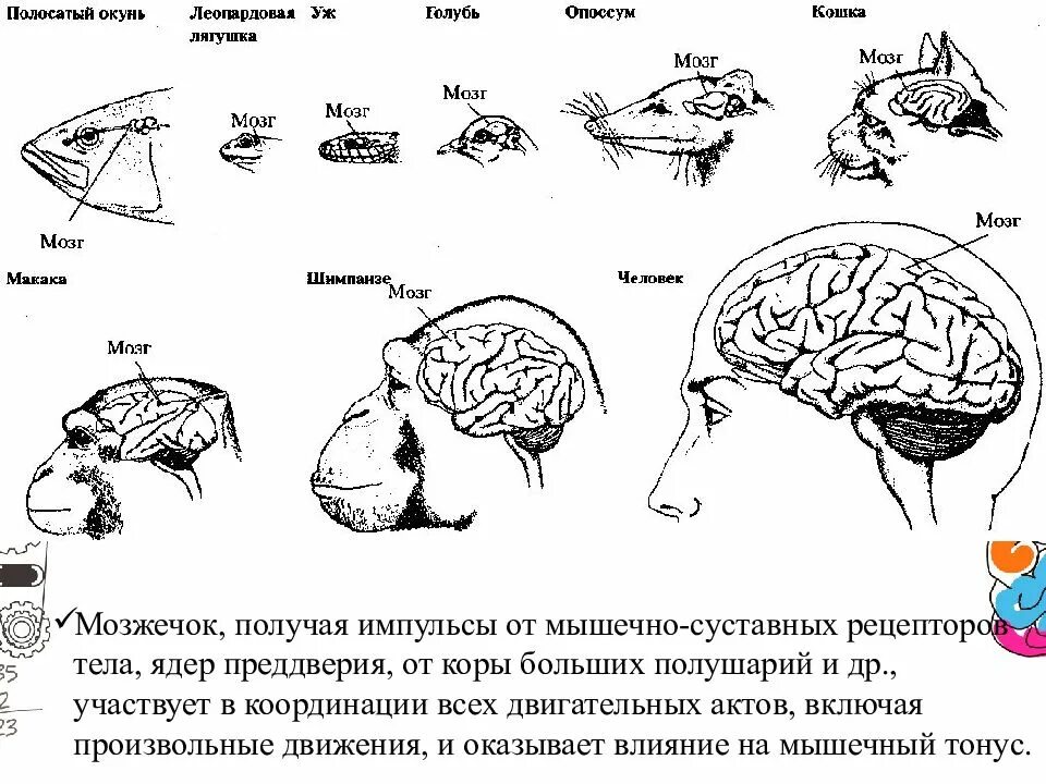 Эволюция развития мозга. Эволюция коры головного мозга. Строение головного мозга обезьяны. Размер мозга человека Эволюция. Развитие коры головного мозга у млекопитающих.