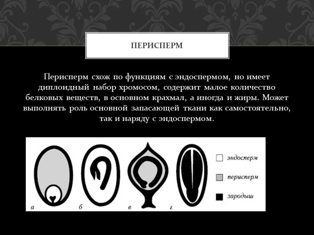 Сколько хромосом содержит клетка эндосперма. Семя с периспермом. Строение семени с периспермом. Эндосперм и перисперм. Семена с эндоспермом и периспермом.