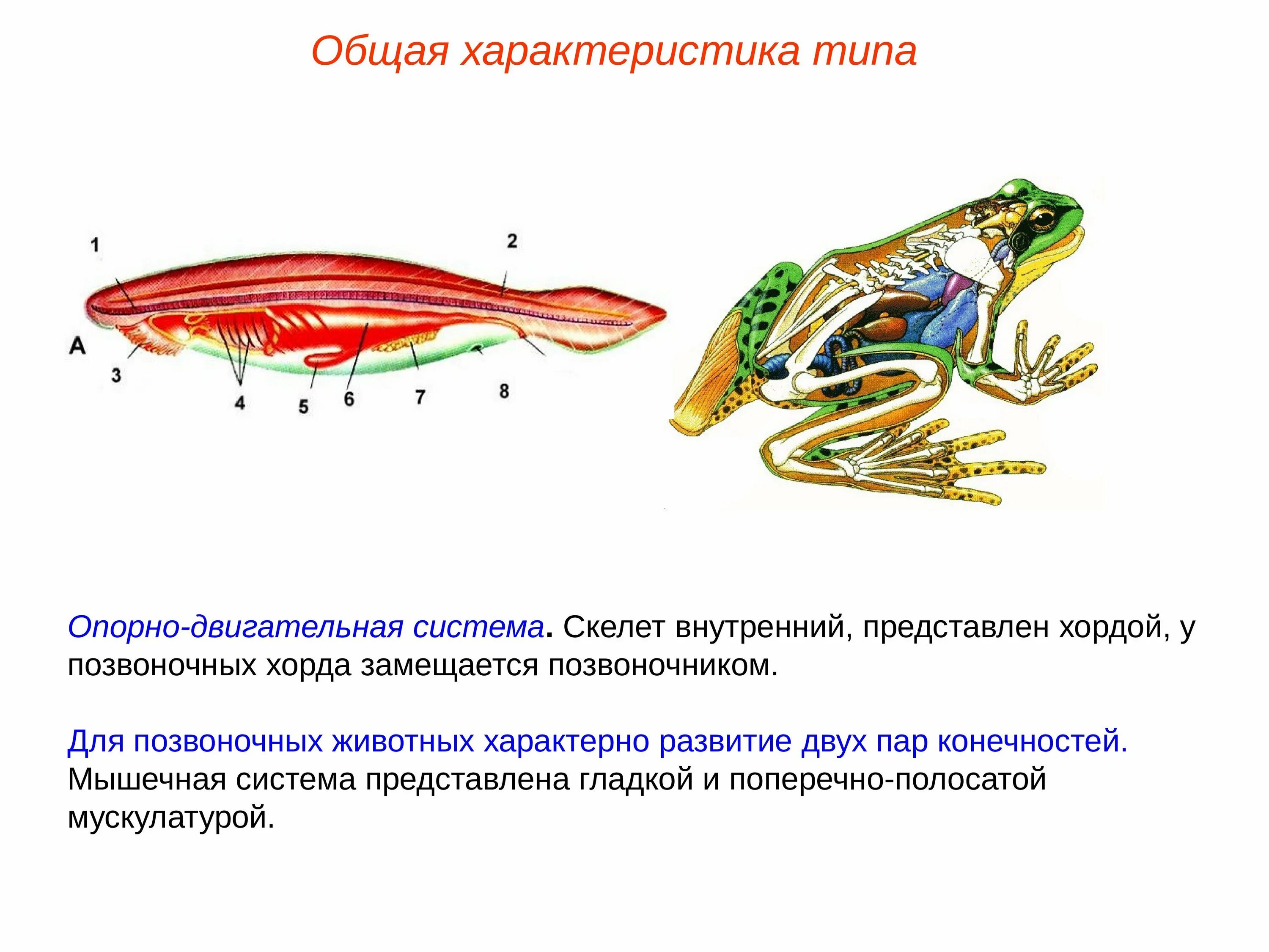 Опорно двигательная система бесчерепных. Эволюция опорно двигательной системы животных 7 класс биология. Опорно-двигательная система хордовых животных. Эволюция опорно-двигательной системы хордовых.