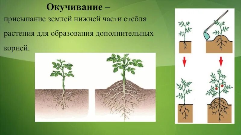 Окучивать это. Окучивание растений биология. Окучивание биология 6. Окучивание картофеля биология. Пикировка окучивание пасынкование.