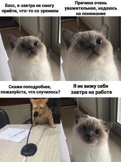 Кот на работе мем