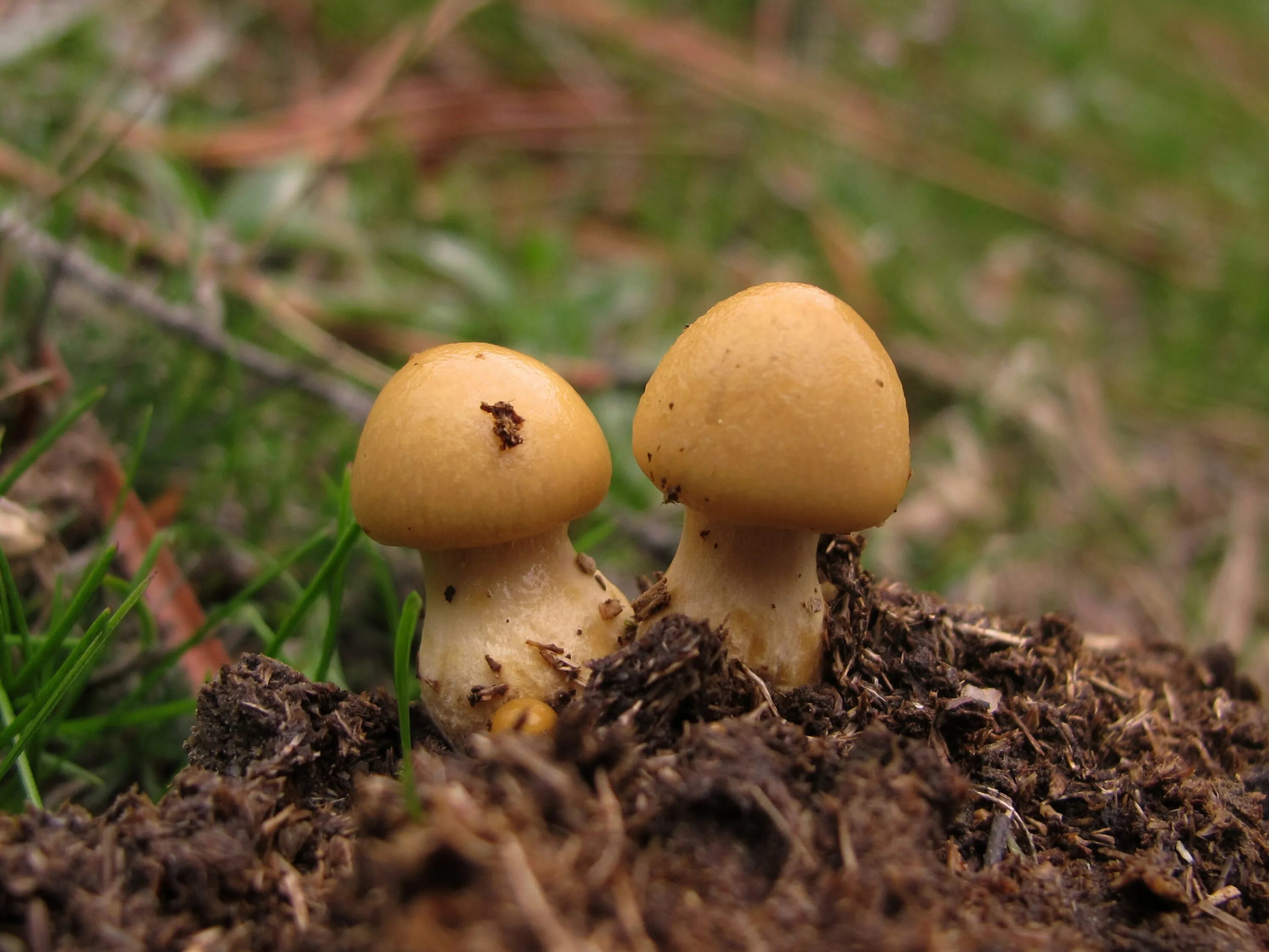 Go mushrooming