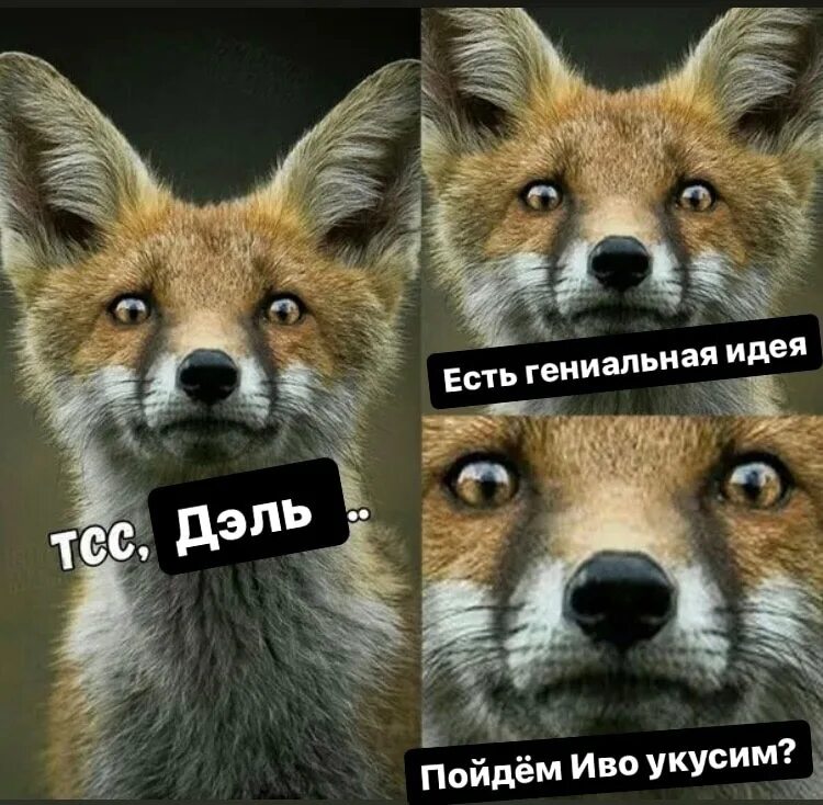 Хочешь оденусь лисичкой а личной твоей