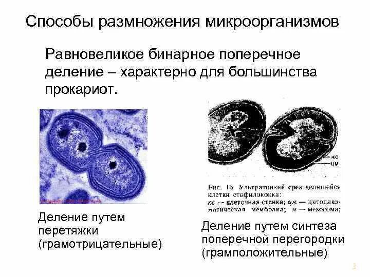 Фазы деления бактерий. Способы размножения бактерий. Бинарное деление бактериальной клетки. Размножается путем деления