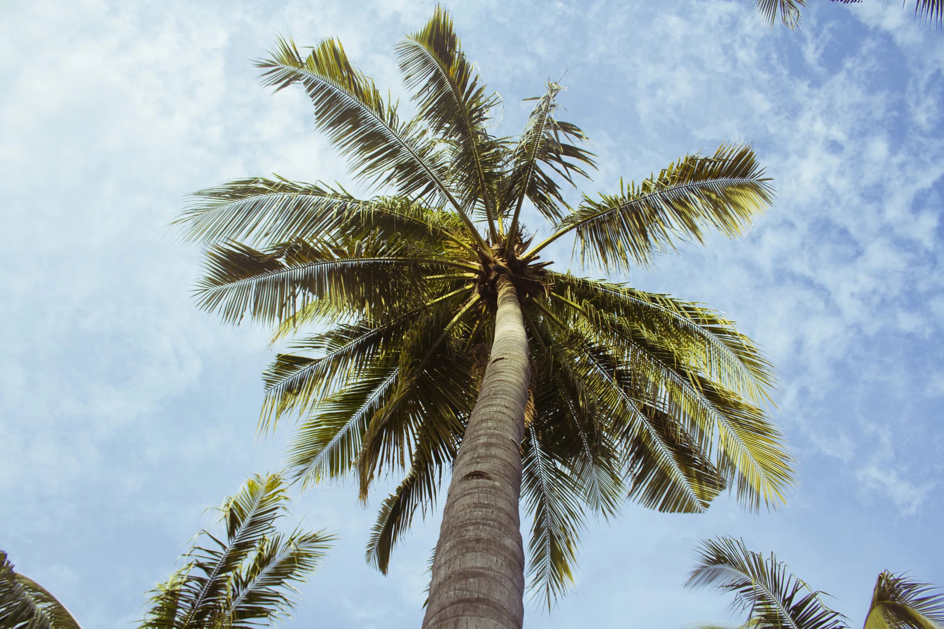 Palma. Мадагаскарская Пальма. Пальма тукум. Наклоненная Пальма. Верхушка пальмы.