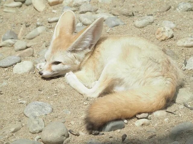 Проект жизнь лисицы фенек Furry fennec foxes make new home at Hunter Valley Zoo PHOTOS, VIDEO The Maitland