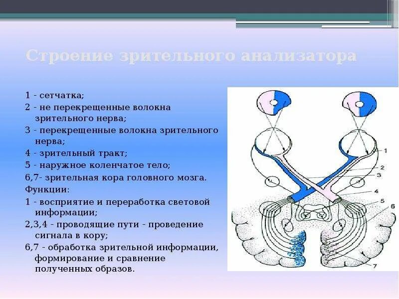 Перекрест волокон зрительного нерва. Топография зрительного нерва анатомия. Зрительный нерв 1 Нейрон. Строение зрительного анализатора. Два зрительных нерва