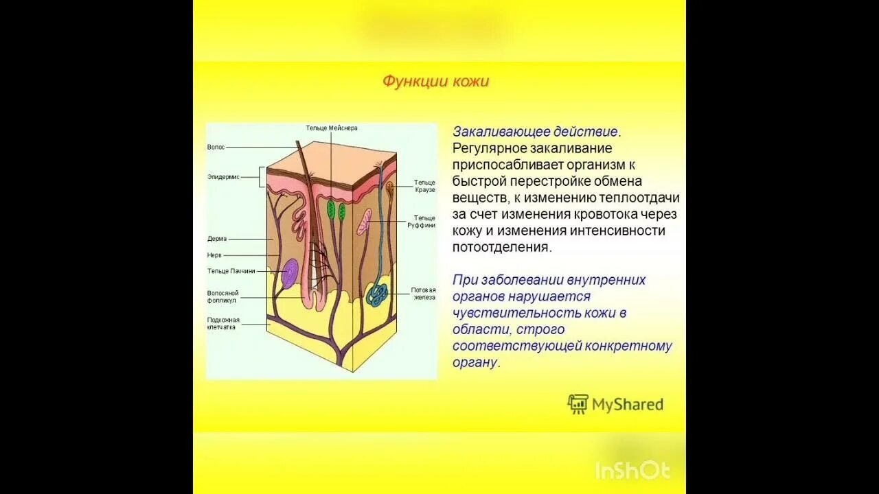 Тест кожа строение и функции 8 класс. Строение кожи таблица. Строение кожи 8 класс биология. Структура кожи человека схема. Строение кожи 9 класс ОГЭ.