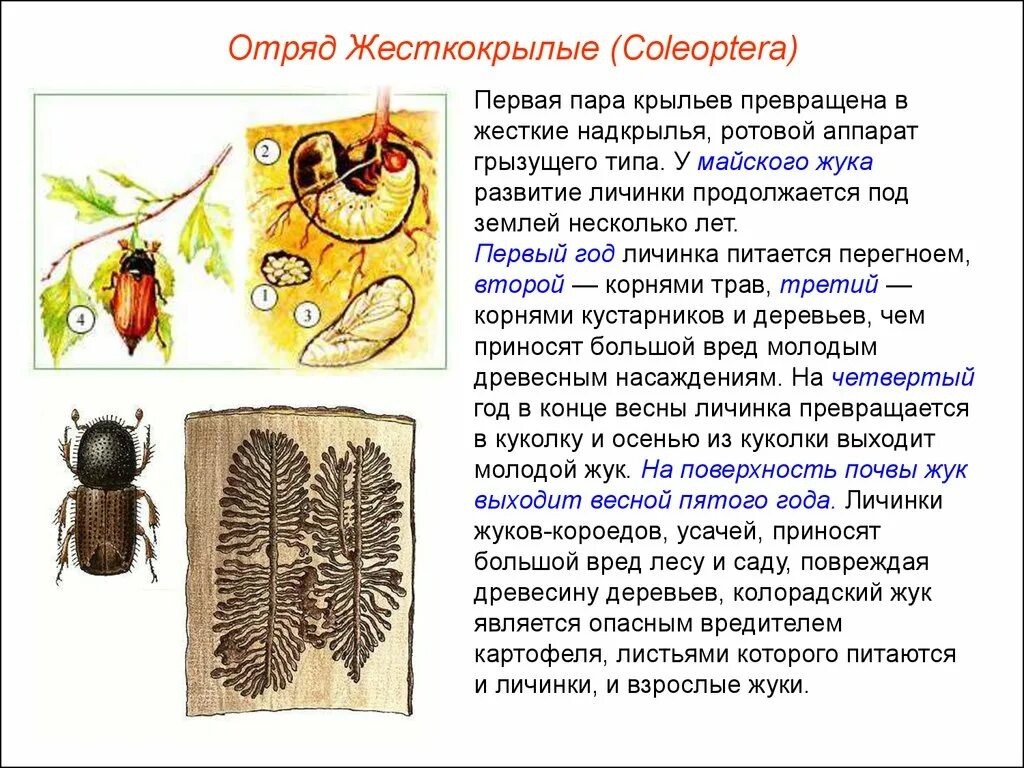 Личинка майского жука тип ротового аппарата