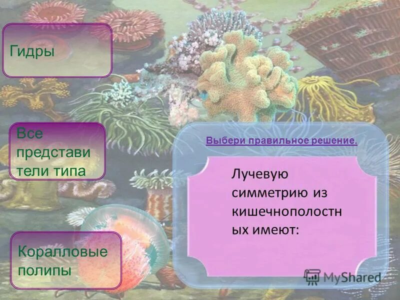 Тест биология кишечнополостные. Кишечнополостные многоклеточные животные. Шестилучевые коралловые полипы схема. Коралловый полип имеет лучевую симметрию. Кишечнополостные многоклеточные животные.