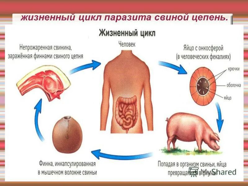 Жизненный цикл свиного цепня. Бычий цепень плоский червь. Схема заражения человека бычьим цепнем. Строение ленточных червей тениоза. Жизненный цикл свиного цепня схема.