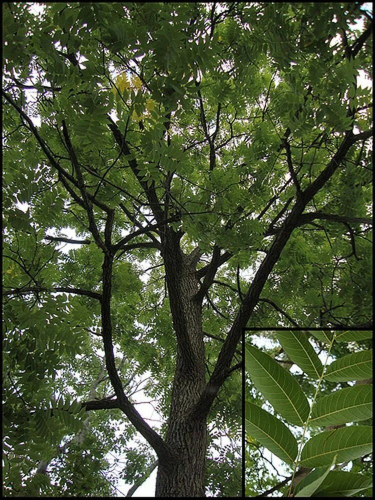 Вид городских деревьев. Phellodendron amurense. Лиственное дерево Айлант. Городские деревья. Амурские деревья.
