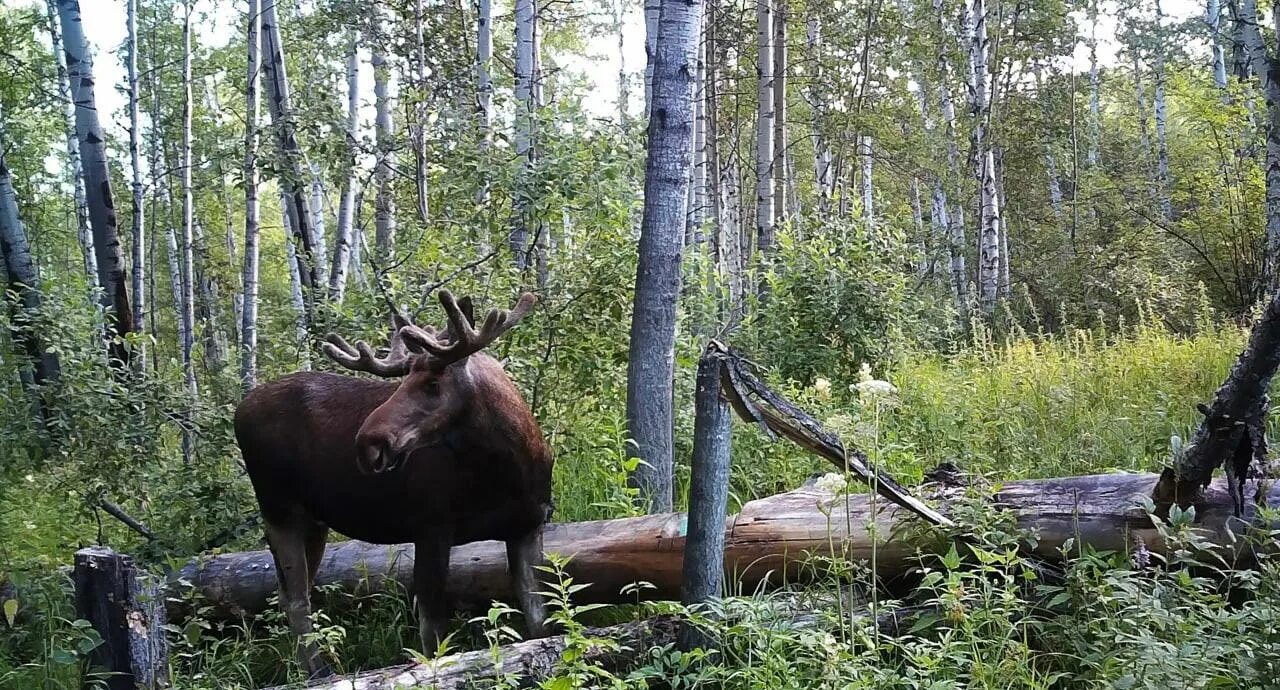 охотхозяйство чугунаевское