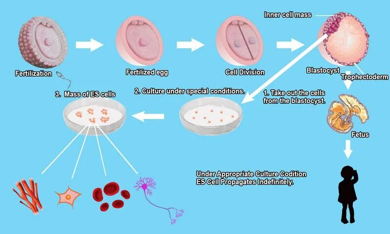 Синъя Яманака стволовые клетки схема. Масса клетки. Стволовые клетки Яманака по русски. Деление стволовых клеток