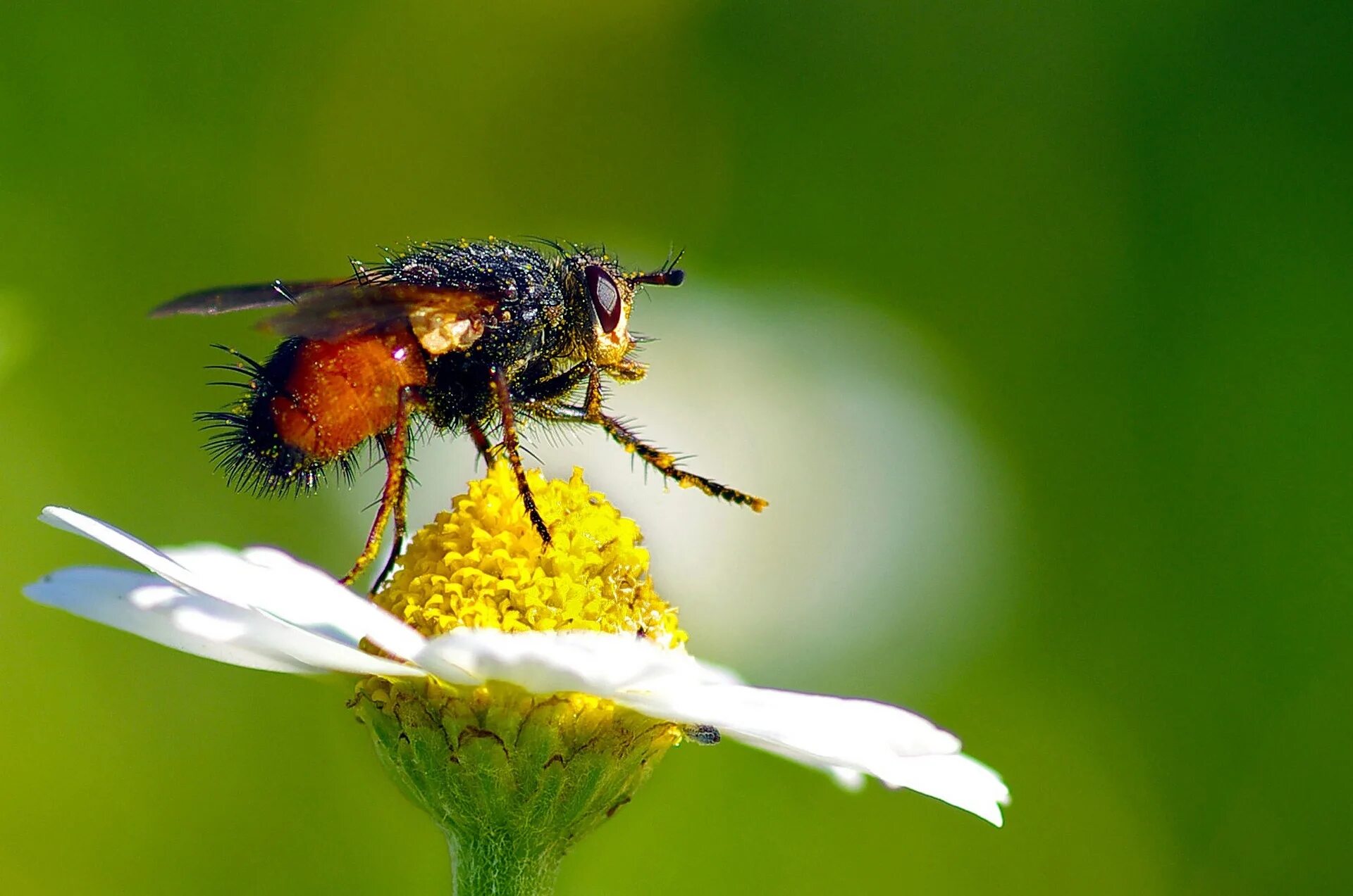 Словно муха. Мухи опыляют растения. Цветочная Муха это насекомое опылитель. Цветок опыляемый мухами. Комар опыляет цветы.