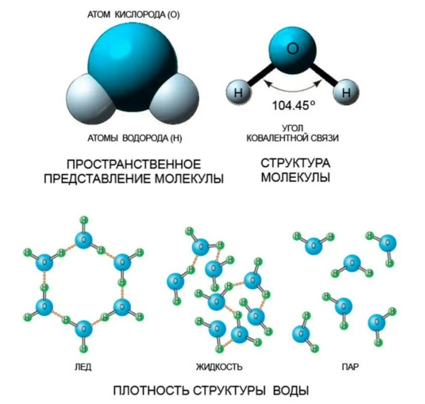 Этот элемент образует воду. Структура атома воды. Схема соединений молекулы воды. Схема структуры молекулы воды. Структура формулы молекулы воды.